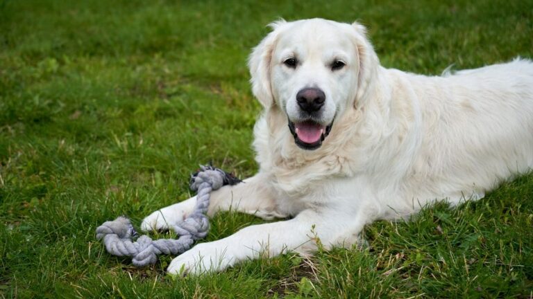 The Human–Dog Bond Explained Through Science and Soul