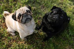8 Breeds That Form Instant Friendships - and 4 That Guard Their Circle