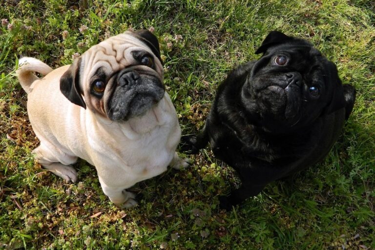8 Breeds That Form Instant Friendships - and 4 That Guard Their Circle