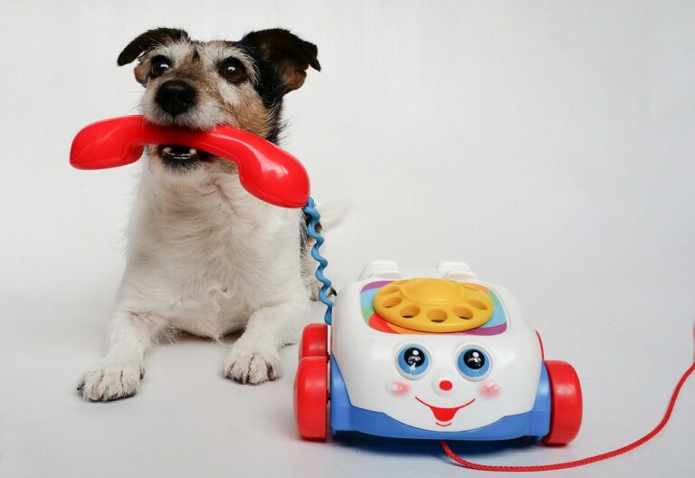 Which Dog Breed Was Born for Your Personality Type?
