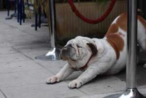 5 Dog Breeds Most Compatible With Zodiac Sign Aries (And 5 That Should be Avoided)