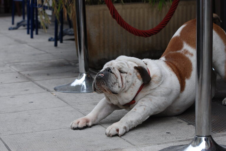 5 Dog Breeds Most Compatible With Zodiac Sign Aries (And 5 That Should be Avoided)