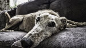 10 Calm Companions for Quiet Homes - and 5 That Thrive on Chaos