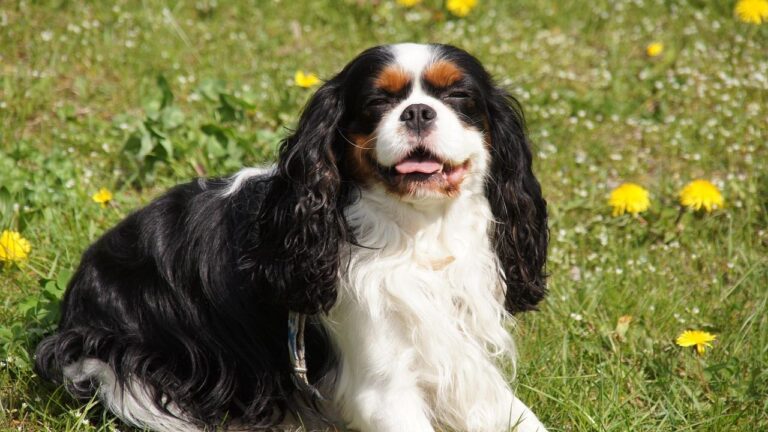 Avoid These 10 Dog Breeds If You Can't Be a Stay AT Home Parent