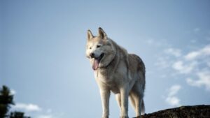 The Dog Breed That Brings Out the Best (and Worst) in Every Zodiac Sign