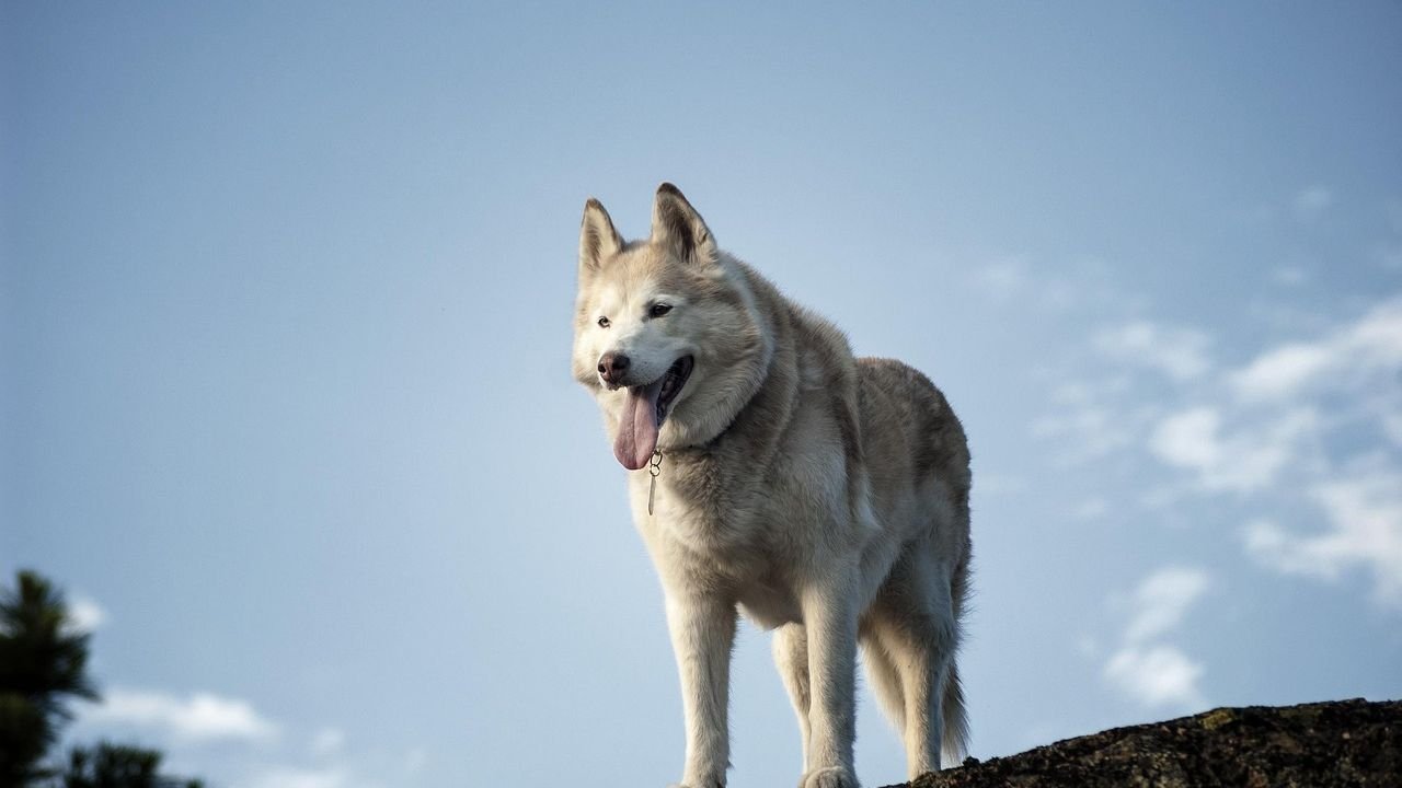 The Dog Breed That Brings Out the Best (and Worst) in Every Zodiac Sign