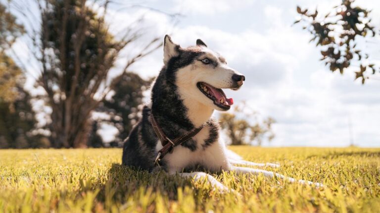 12 Zodiac Signs, 12 Perfect Dogs - Which One Is Your Soul Pup?