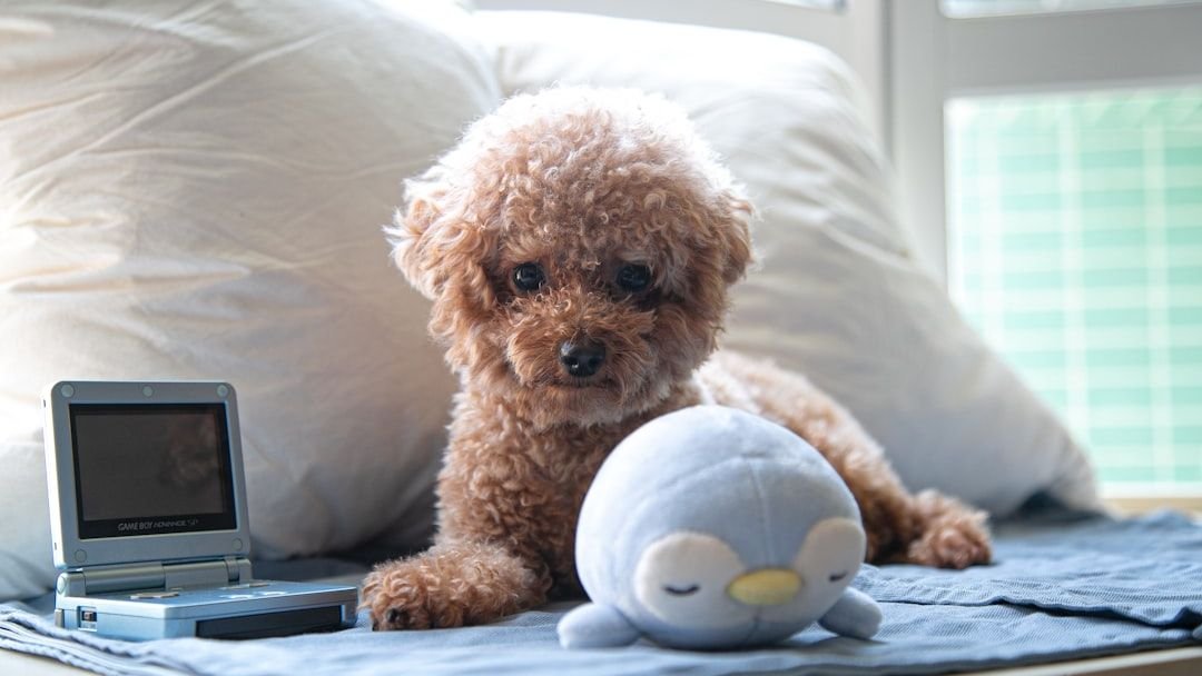 Want a Dog That Lives Longer? Here Are 10 Breeds With the Longest Lifespans