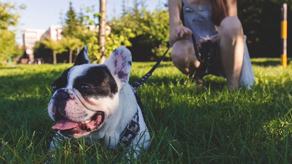 The Most Affectionate Breeds for Emotional Healers