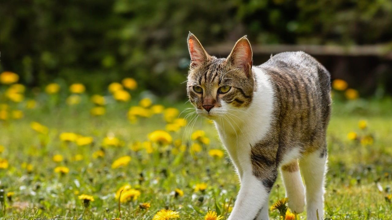 Sagittarius, roam free with an adventurous cat breed!