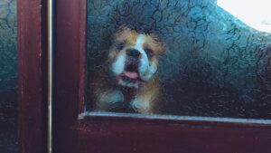 When a Dog Waits by the Door - What It Truly Means