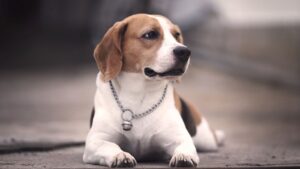 How Each Zodiac Sign Chooses the Dog That Feels Like "Home"