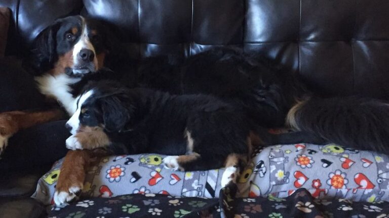 10 Most Affectionate Dog Breeds That Love To Cuddle