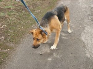 Why Discipline Without Compassion Breaks a Dog's Spirit