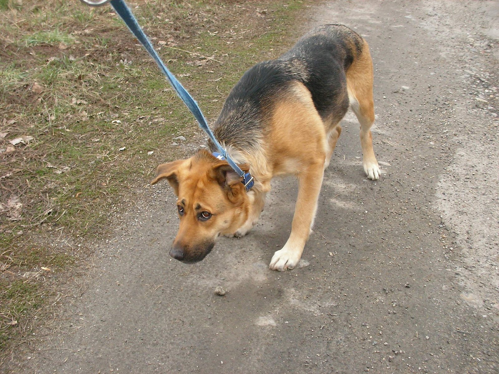 Why Discipline Without Compassion Breaks a Dog’s Spirit