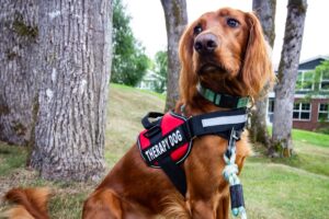 The Therapeutic Power of Dogs in Assisted-Living Homes