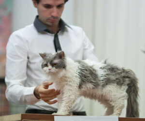 12 Cat Breeds That Echo Your Zodiac Sign's Hidden Traits