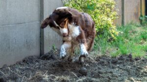 Why Do Dogs Bury Their Toys - Even Indoors?