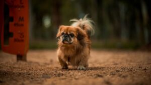 5 Key Differences Between a Pekingese and A Shih Tzu
