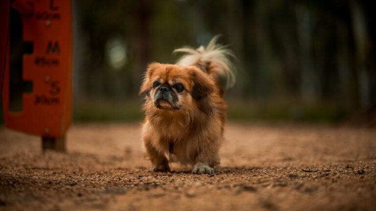 5 Key Differences Between a Pekingese and A Shih Tzu