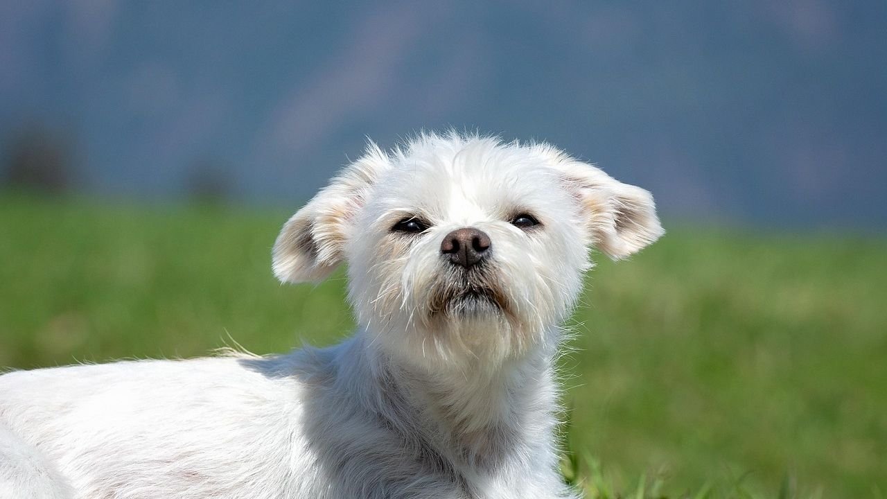4 Key Differences Between a Maltese and a Havanese