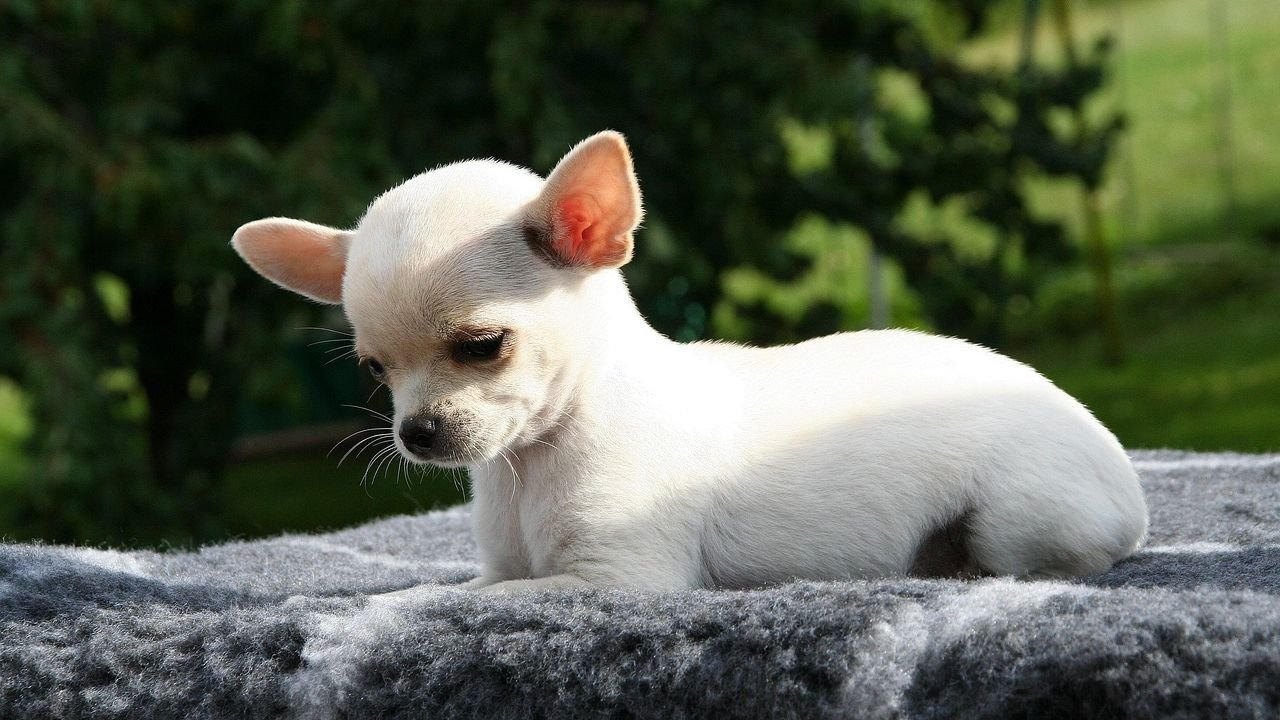 Bichon Frise or Chihuahua: Which Makes a Better Pet For You