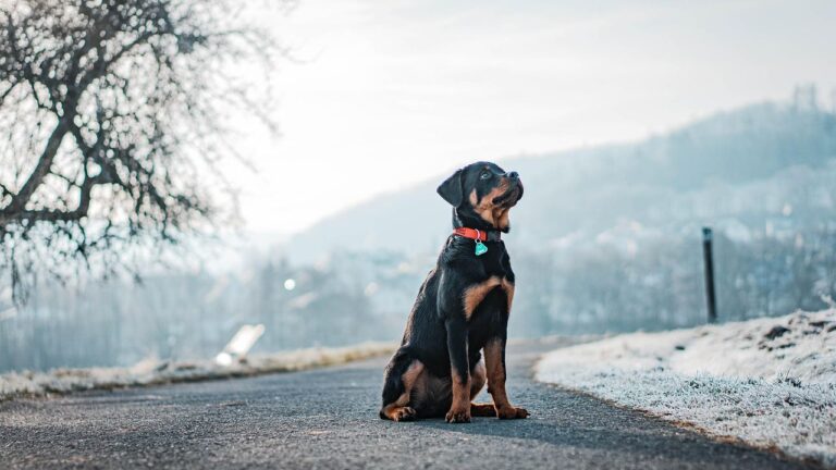 10 Most Trustworthy Dog Breeds You Can Count On