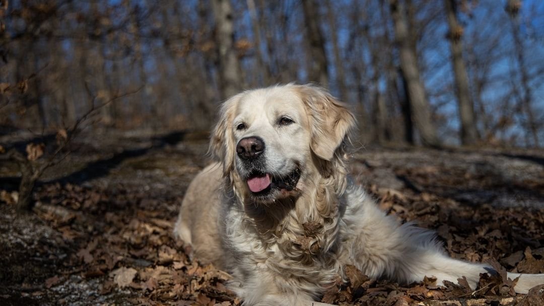 10 Dog Breeds That Thrive on Socializing