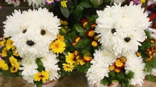 Which Zodiac Signs Have the Strongest Pet Intuition