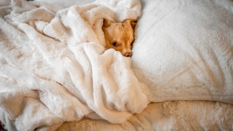 How to Care For Your Shorthair Dog When its Freezing Cold