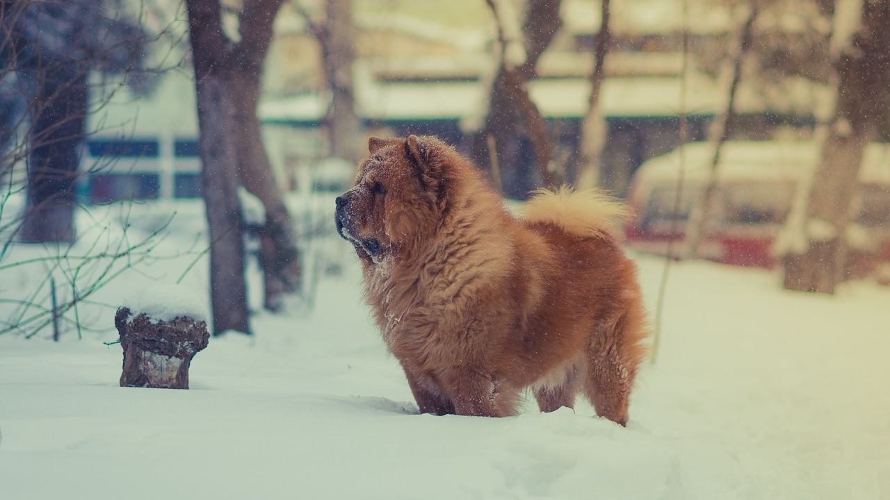 How to Help Your Dog Manage The Harsh Maine Winter