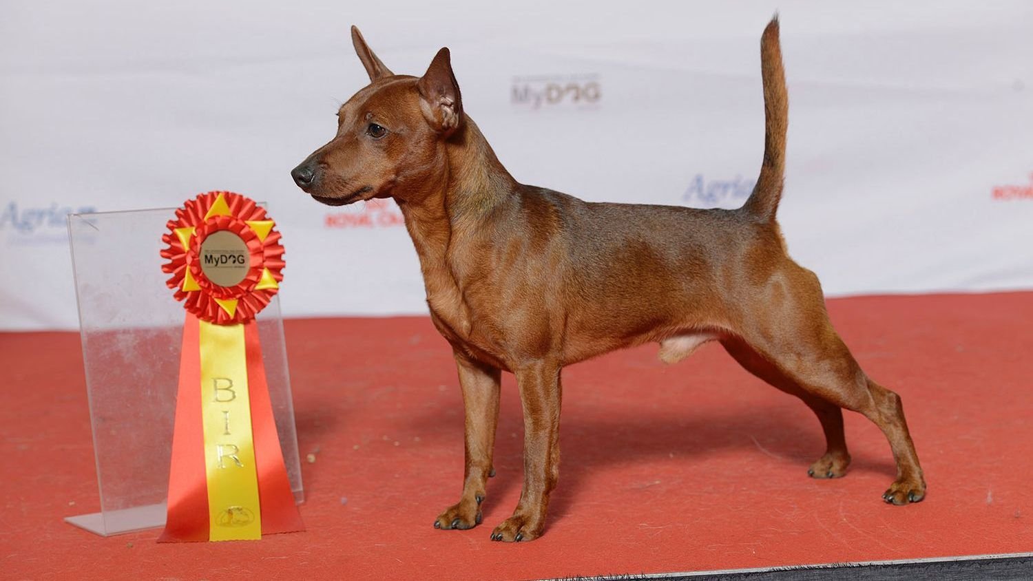 Which Small Dog Are You According to Your Zodiac Sign