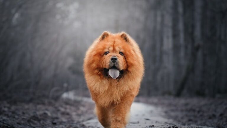 12 Challenging Dog Breeds Unsuitable for Impatient People