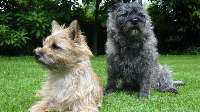 8 Noisy Small Dog Breeds Whose Barking Can be a Headache