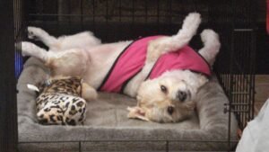 10 Mistakes You're Making When You Leave Your Puppy Home Alone