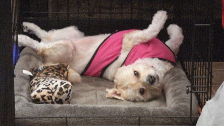 10 Mistakes You're Making When You Leave Your Puppy Home Alone