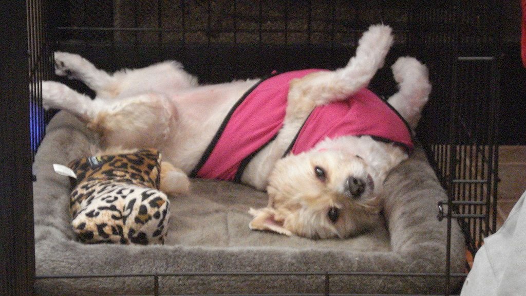 10 Mistakes You’re Making When You Leave Your Puppy Home Alone