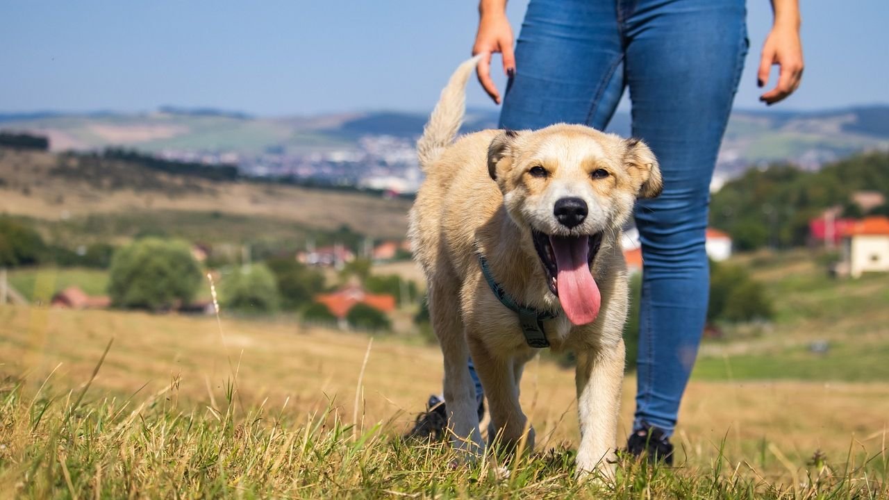 How Can You Tell If a Dog is Depressed