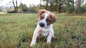 Why Dogs Tilt Their Heads When You Talk to Them
