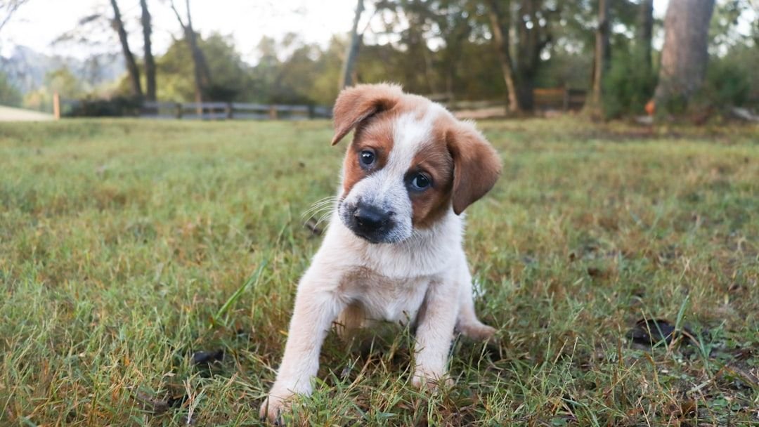 Why Dogs Tilt Their Heads When You Talk to Them