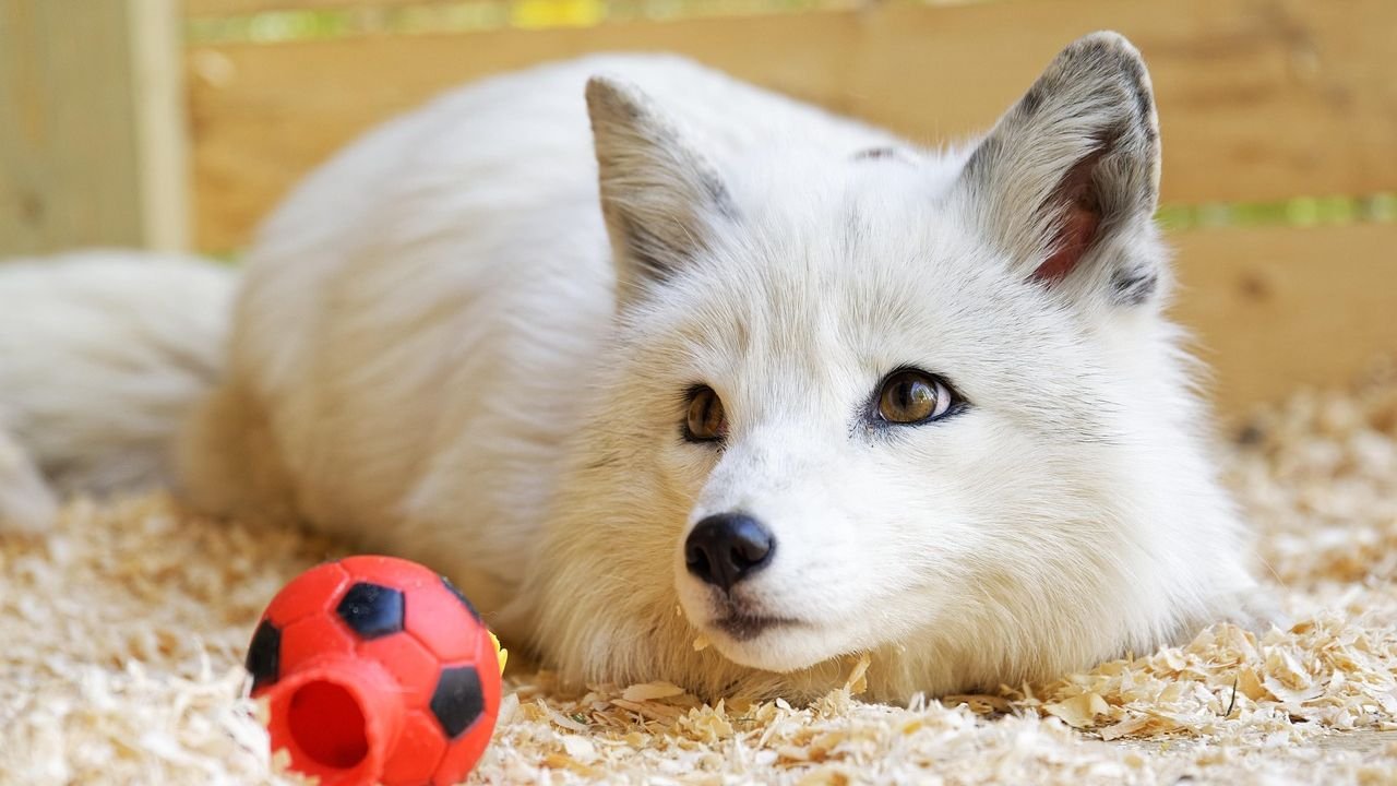 Do Foxes Make Good Pets? What Experts Say