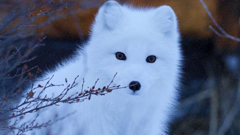 Which Type of Fox Makes The Best Pet? What Experts Say