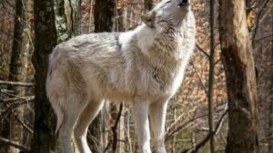 What Wolf Are You According to Your Zodiac Sign What Experts Say