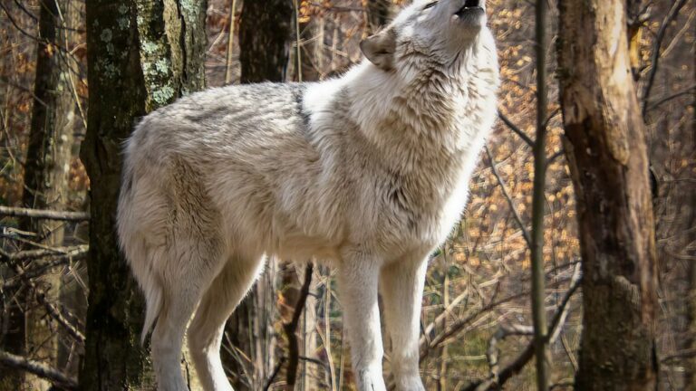 What Wolf Are You According to Your Zodiac Sign What Experts Say