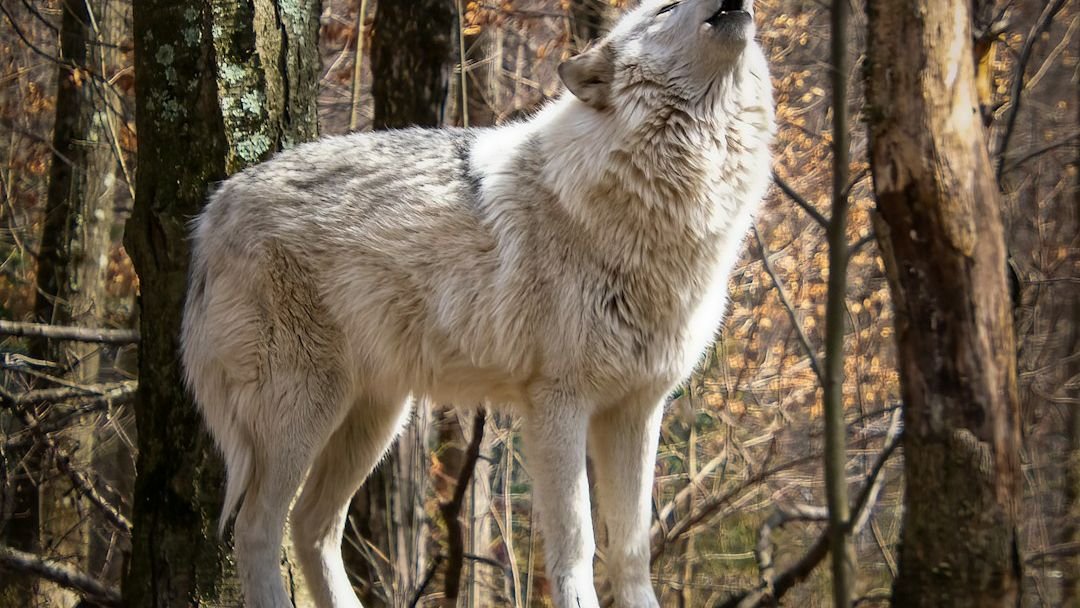 What Wolf Are You According to Your Zodiac Sign What Experts Say