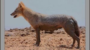 What Type of Wild Dog are You According to Your Zodiac Sign?