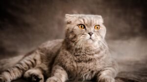 10 Cat Breeds Vets Say You Should Avoid if You're a Working Person