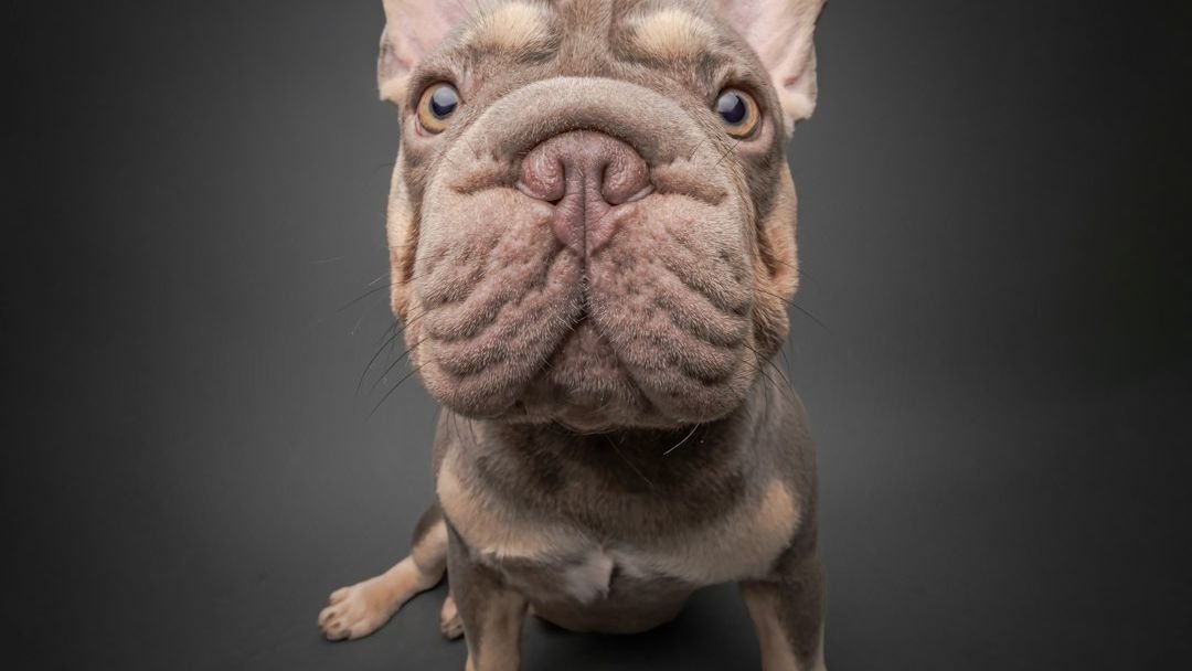 10 Small Dog Breeds That Can Be Tough for First Time Owners (And 5 That Are Surprisingly Easy)