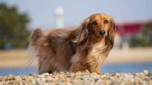 10 Devoted Small Dog Breeds Known for Staying Close to Their Owners
