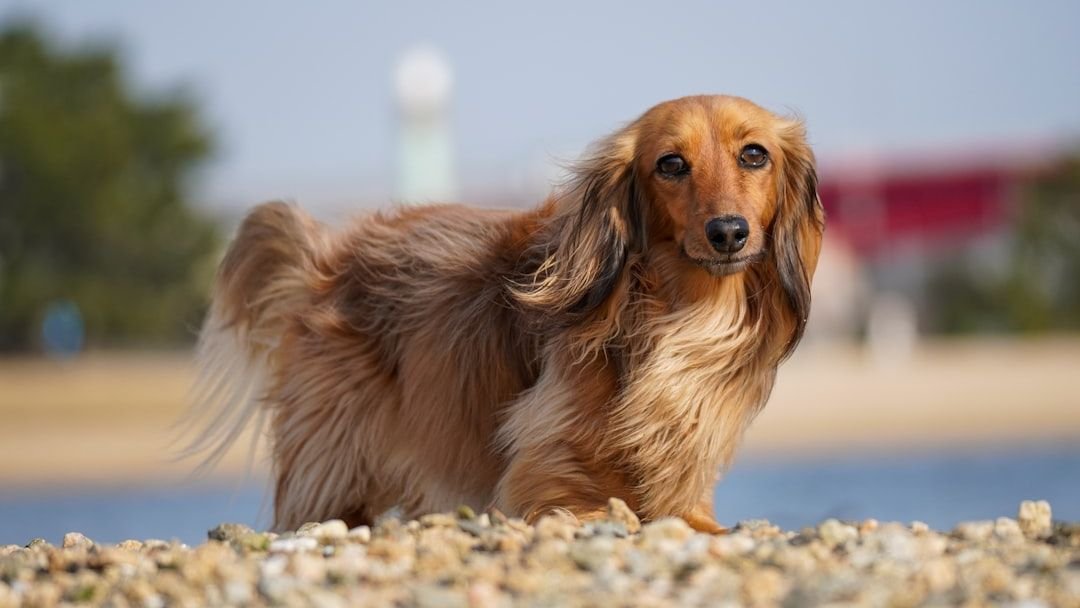 10 Devoted Small Dog Breeds Known for Staying Close to Their Owners